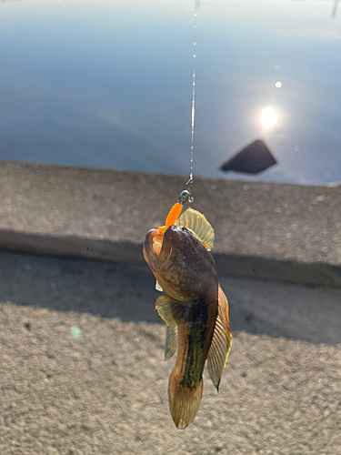 シモフリシマハゼの釣果