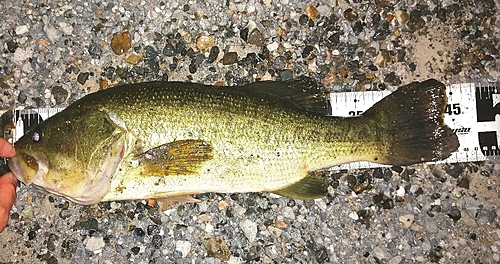 ブラックバスの釣果