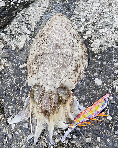 コウイカの釣果