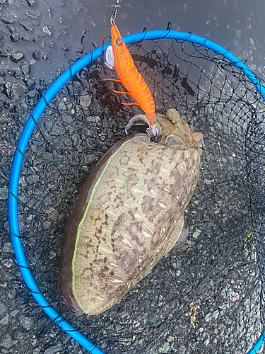 モンゴウイカの釣果