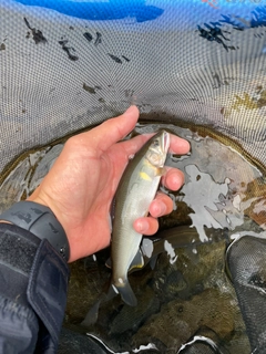 アユの釣果