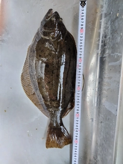 ヒラメの釣果