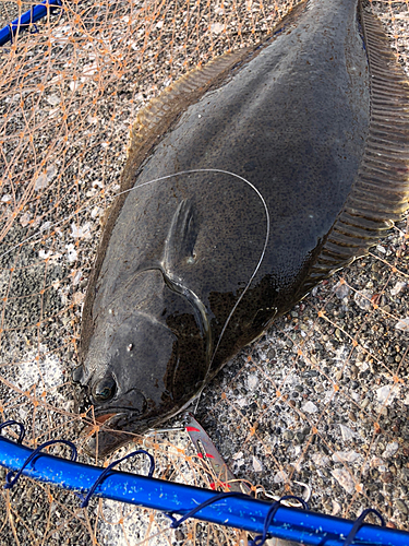 ヒラメの釣果