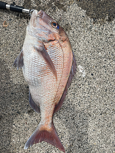 マダイの釣果