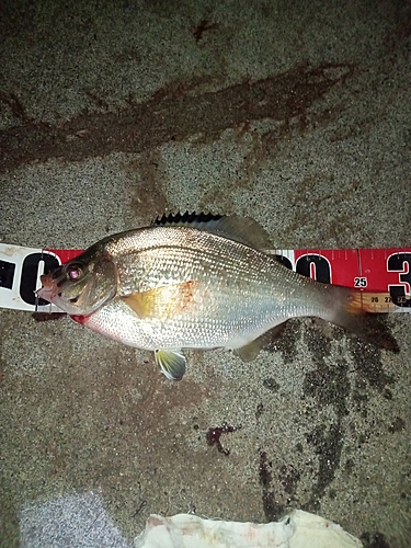 マタナゴの釣果