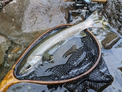 イワナの釣果