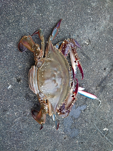 カニの釣果