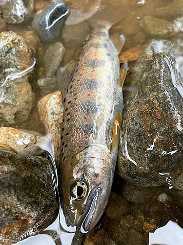 アマゴの釣果