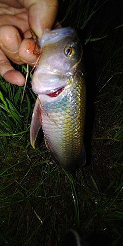 ハスの釣果