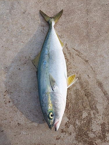 イナダの釣果