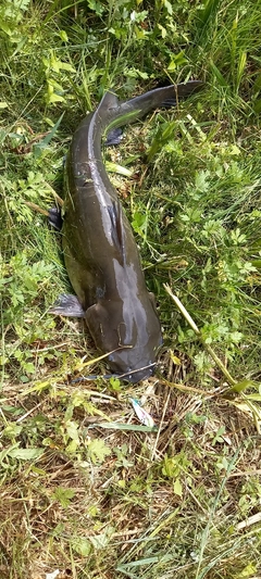 アメリカナマズの釣果