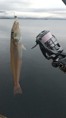 シロギスの釣果