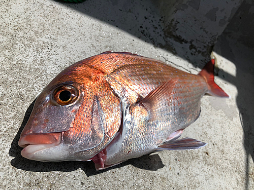 マダイの釣果