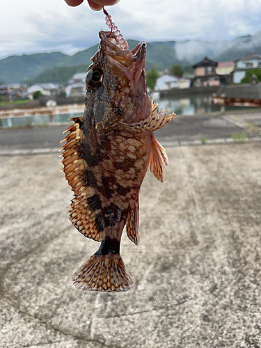 アラカブの釣果