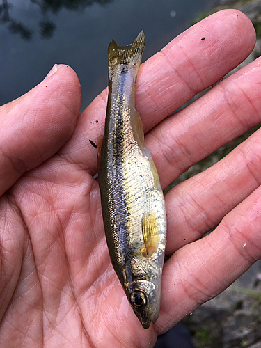 アブラハヤの釣果