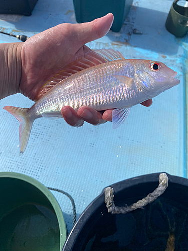 モモイトヨリの釣果