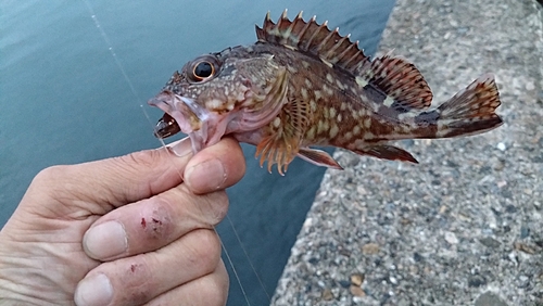 ガシラの釣果