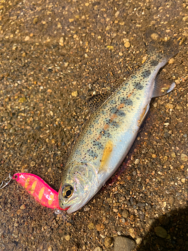 ニジマスの釣果