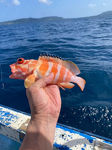 アカハタの釣果