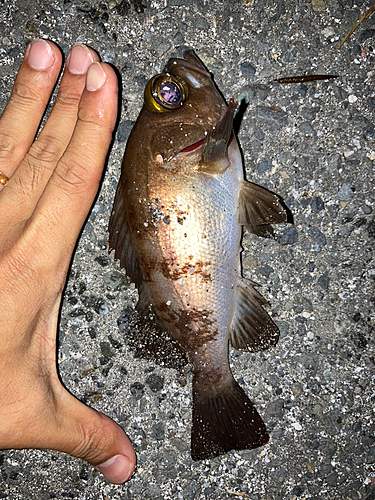 シロメバルの釣果