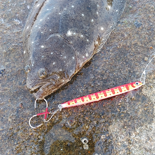 ヒラメの釣果