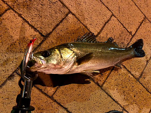 シーバスの釣果