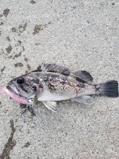 ソイの釣果