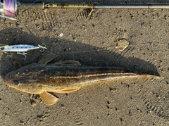 マゴチの釣果