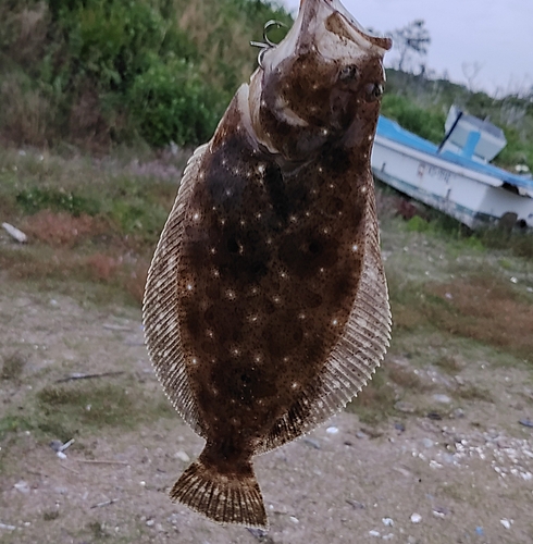 ヒラメの釣果