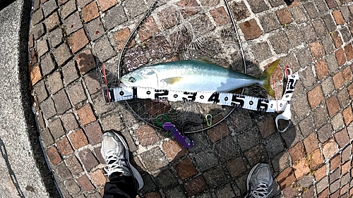 メジロの釣果