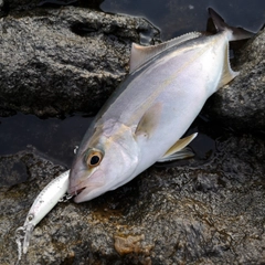 カンパチの釣果