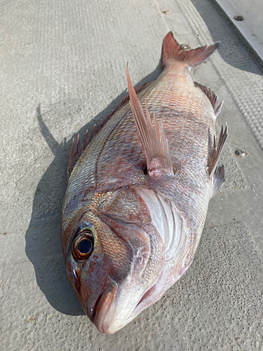 マダイの釣果