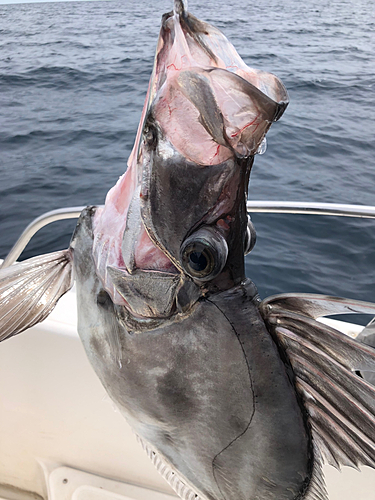 カガミダイの釣果