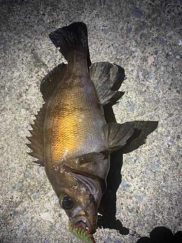 メバルの釣果