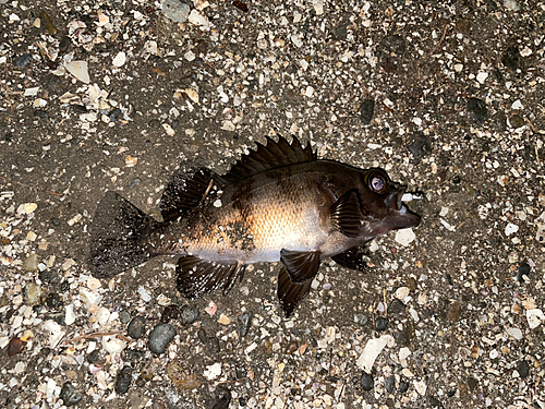 シロメバルの釣果