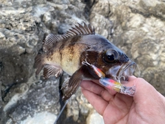 シロメバルの釣果