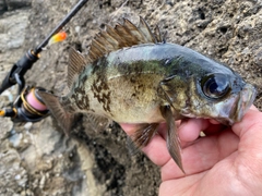 クロメバルの釣果