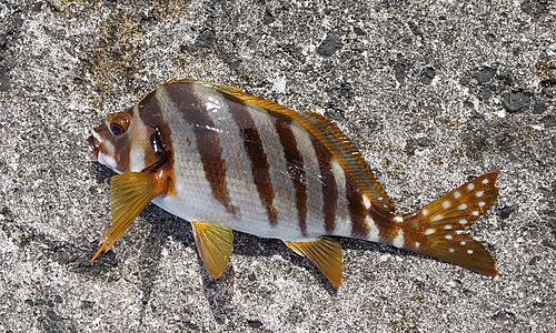 タカノハダイの釣果