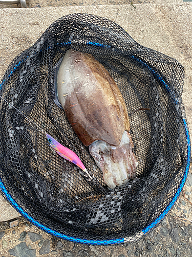 モンゴウイカの釣果