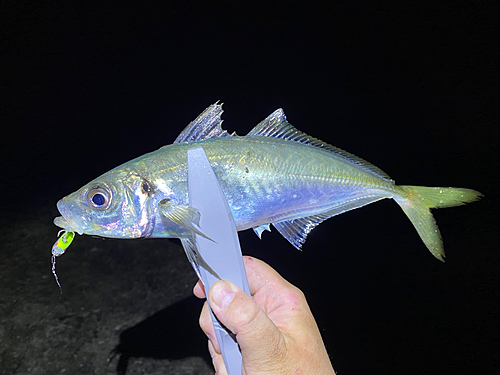 マアジの釣果