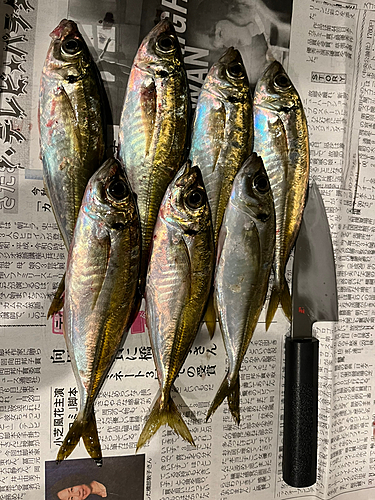 マアジの釣果