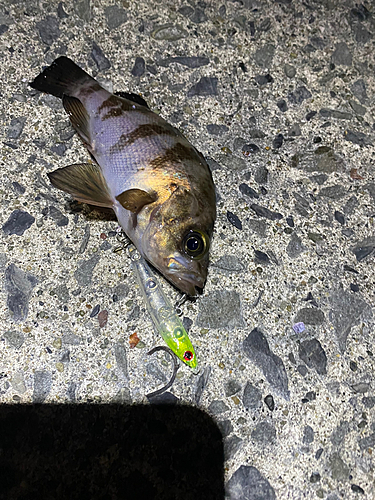 メバルの釣果