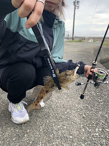 ハゼの釣果