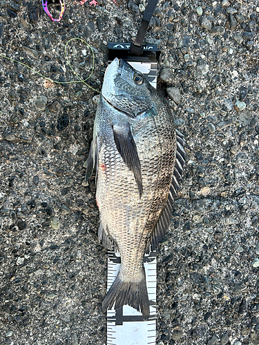 クロダイの釣果