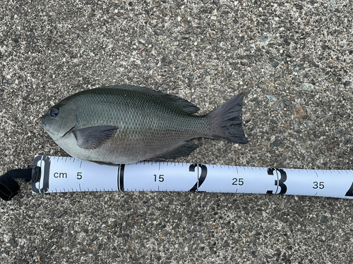 クチブトグレの釣果