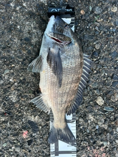 クロダイの釣果