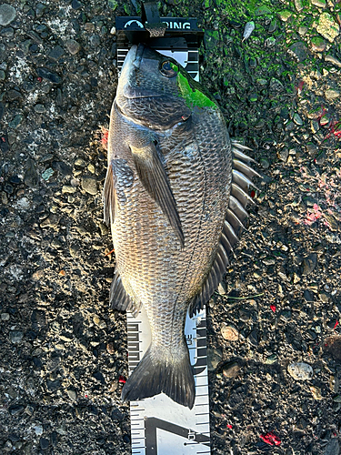 クロダイの釣果