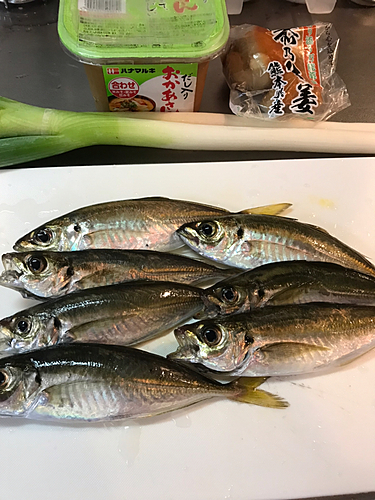 アジの釣果