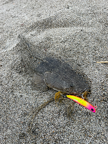 マゴチの釣果