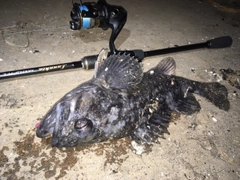 クロソイの釣果